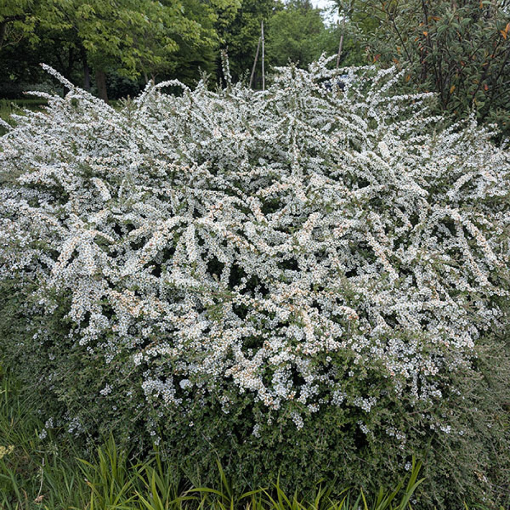 Cotoneaster conspicuus (10lt)