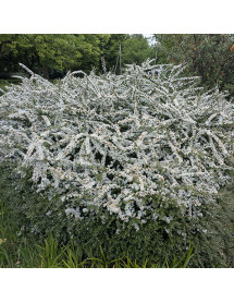 Cotoneaster conspicuus (10lt)