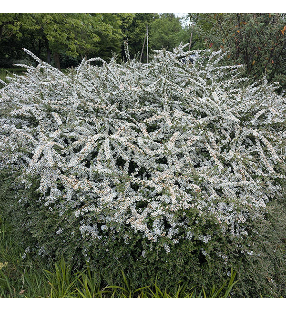 Cotoneaster conspicuus (10lt)
