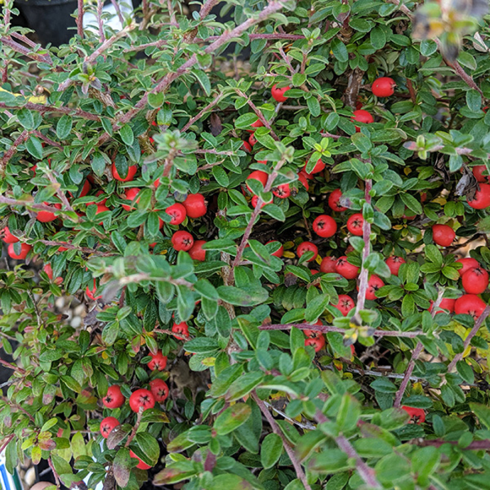 Cotoneaster conspicuus (10lt)