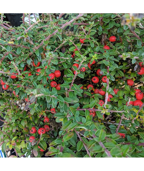 Cotoneaster conspicuus (10lt)