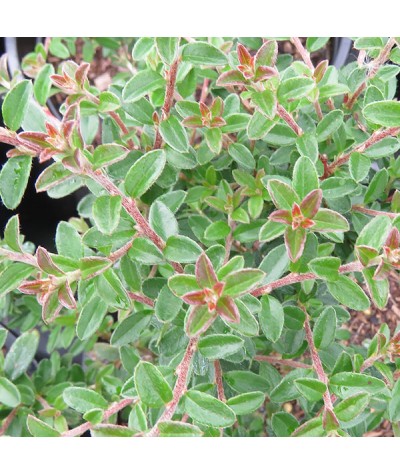 Cotoneaster conspicuus (10lt)