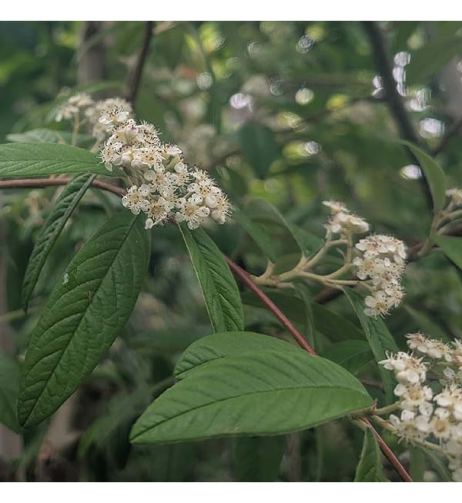 Cotoneaster frigidus Cornubia (12lt) Cotoneaster frigidus Cornubia (12lt)