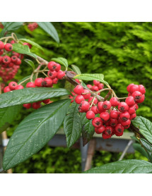 Cotoneaster frigidus Cornubia (12lt)