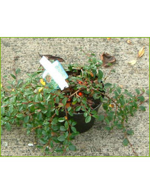 Cotoneaster dammeri (3lt) Cotoneaster dammeri (3lt)