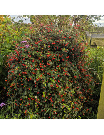 Cotoneaster franchettii (3lt)