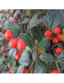 Cotoneaster franchettii (3lt)