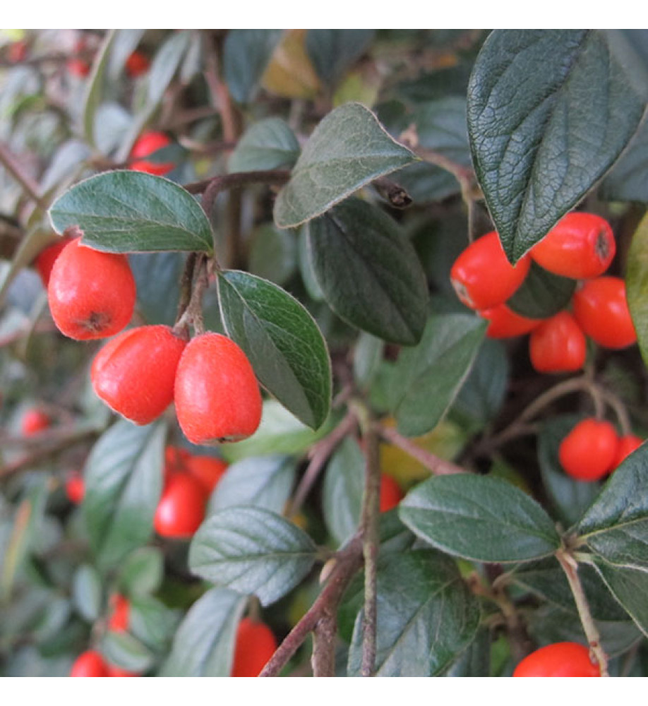 Cotoneaster franchettii (3lt)