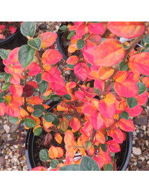 Cotoneaster franchettii (3lt) Cotoneaster franchettii (3lt)