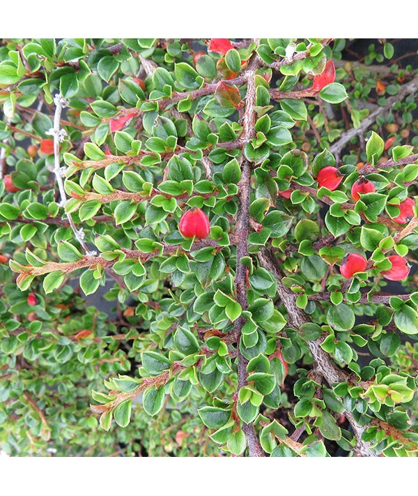 Cotoneaster horizontalis (2lt)