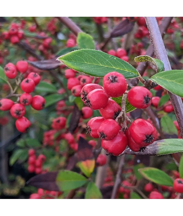 Cotoneaster Hybridus Pendulus (17.5lt)