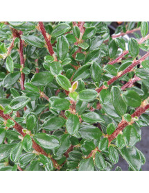 Cotoneaster integrifolius (3lt)