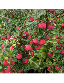Cotoneaster integrifolius (3lt) Cotoneaster integrifolius (3lt)