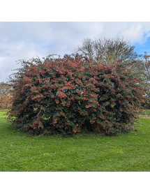 Cotoneaster lacteus (3lt)