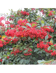 Cotoneaster lacteus (3lt)