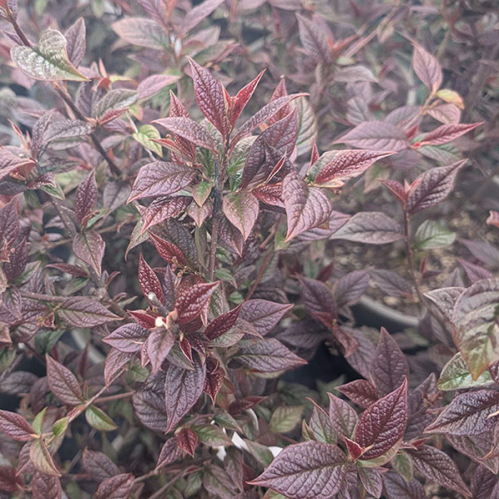 Cotoneaster lancasteri (12lt)