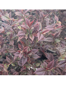 Cotoneaster lancasteri (12lt) Cotoneaster lancasteri (12lt)