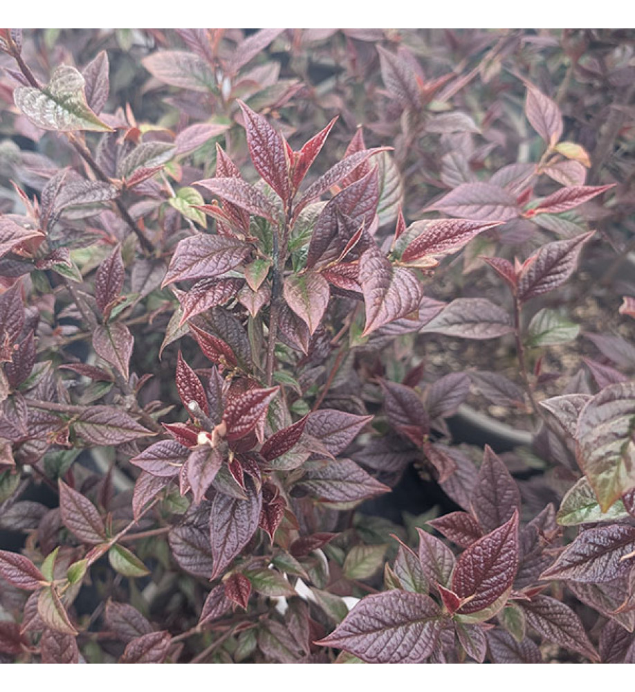 Cotoneaster lancasteri (7.5lt)