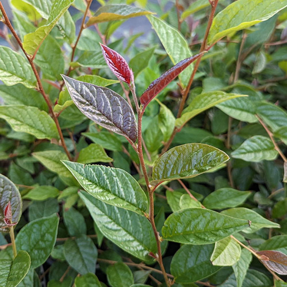 Cotoneaster lancasteri (12lt)