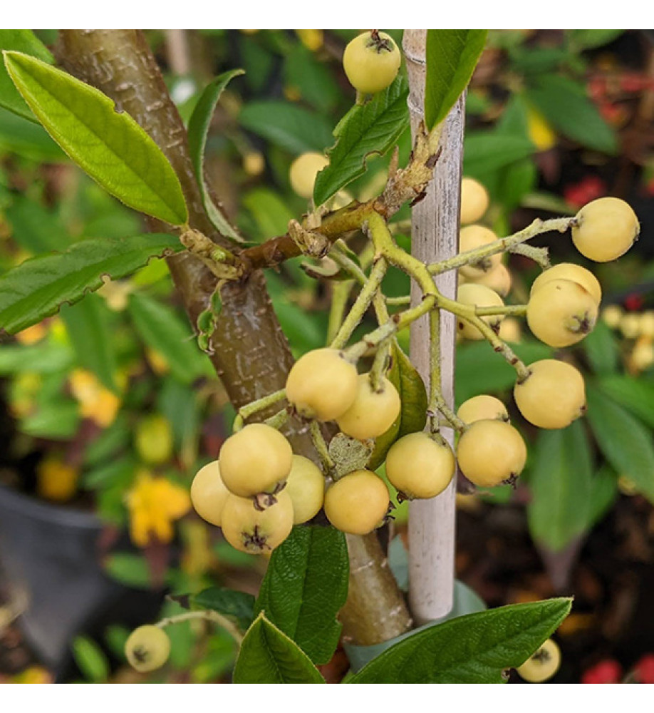 Cotoneaster salicifolia Pink Champagne (3lt)