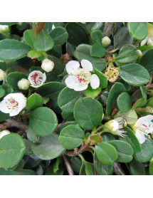 Cotoneaster procumbens Queen of Carpets (2lt)