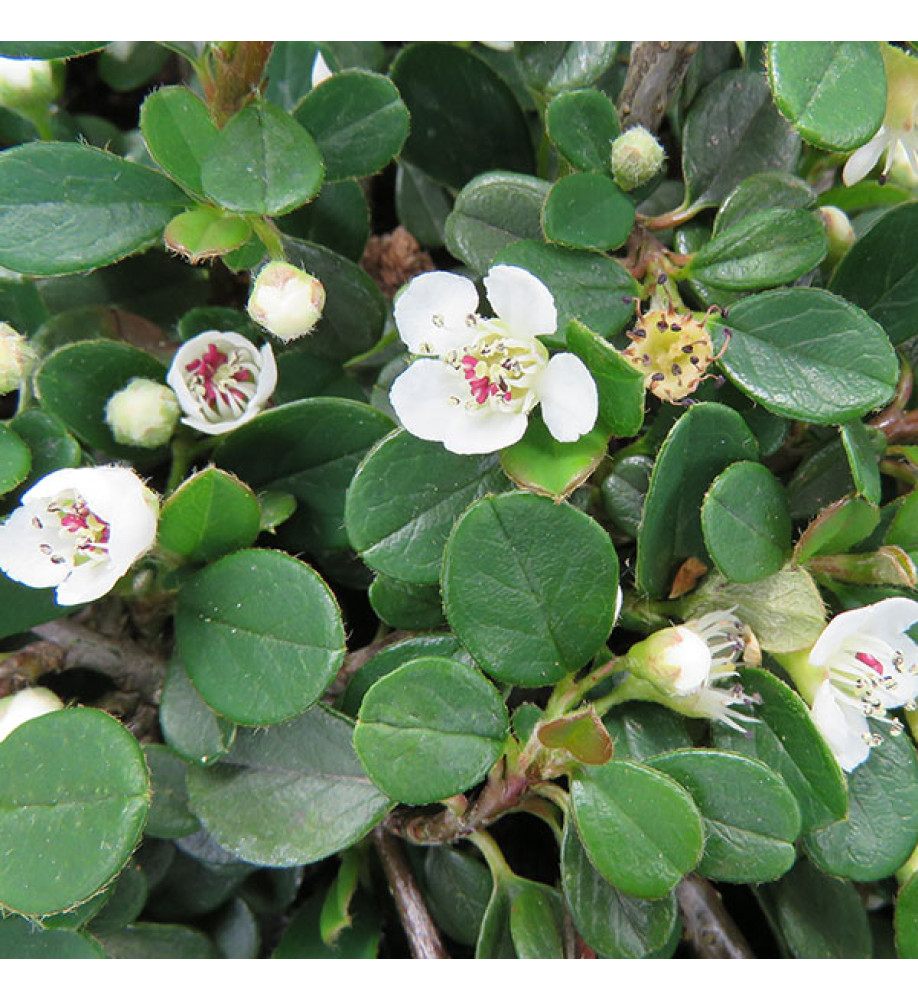 Cotoneaster procumbens Queen of Carpets (2lt)