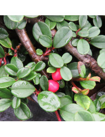 Cotoneaster procumbens Queen of Carpets (2lt)