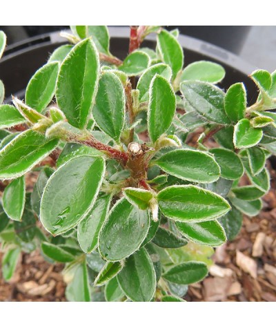 Cotoneaster prostratus Arnold Forster (3lt)