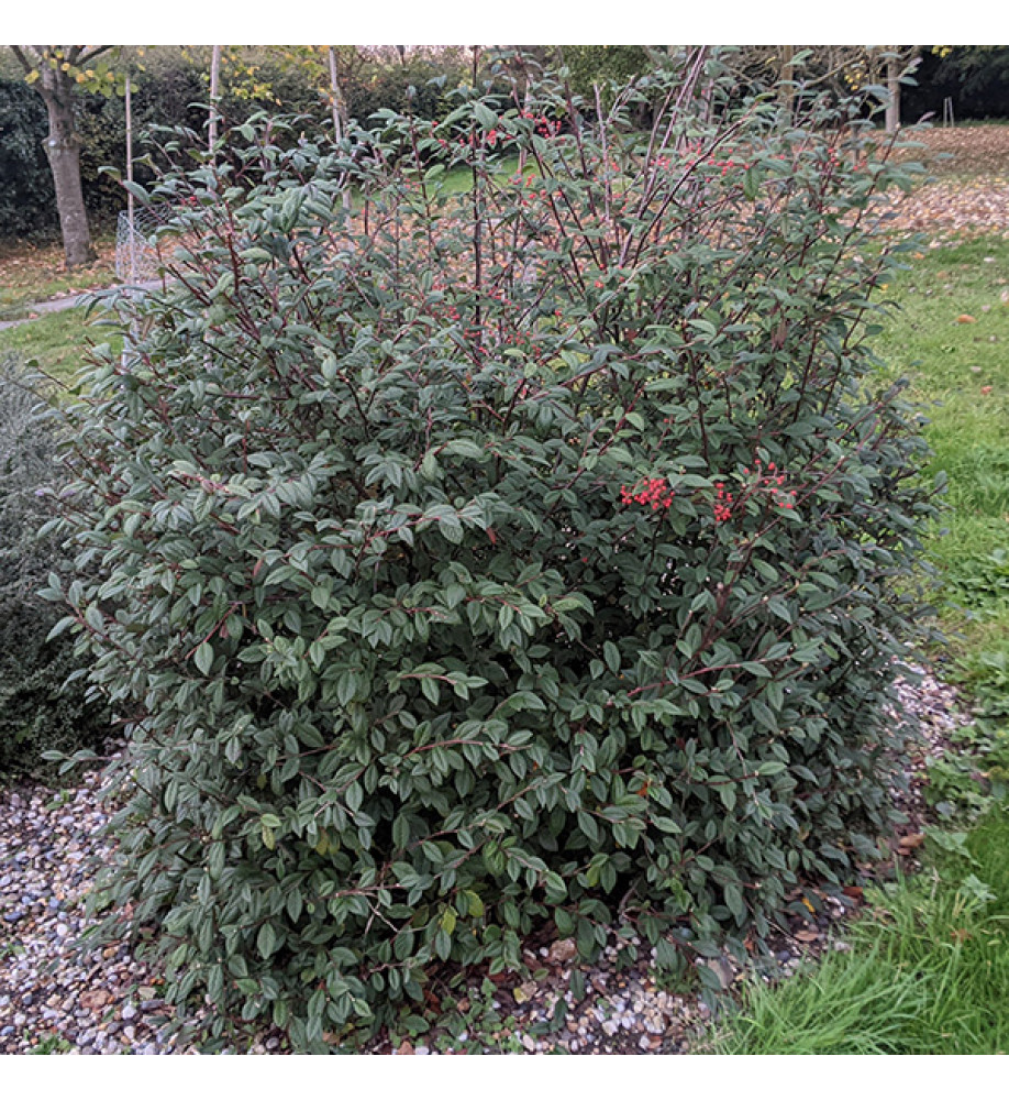 Cotoneaster rhytidophyllus (10lt) Cotoneaster rhytidophyllus (10lt)
