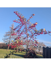 Cotoneaster Saint Monica (3lt)