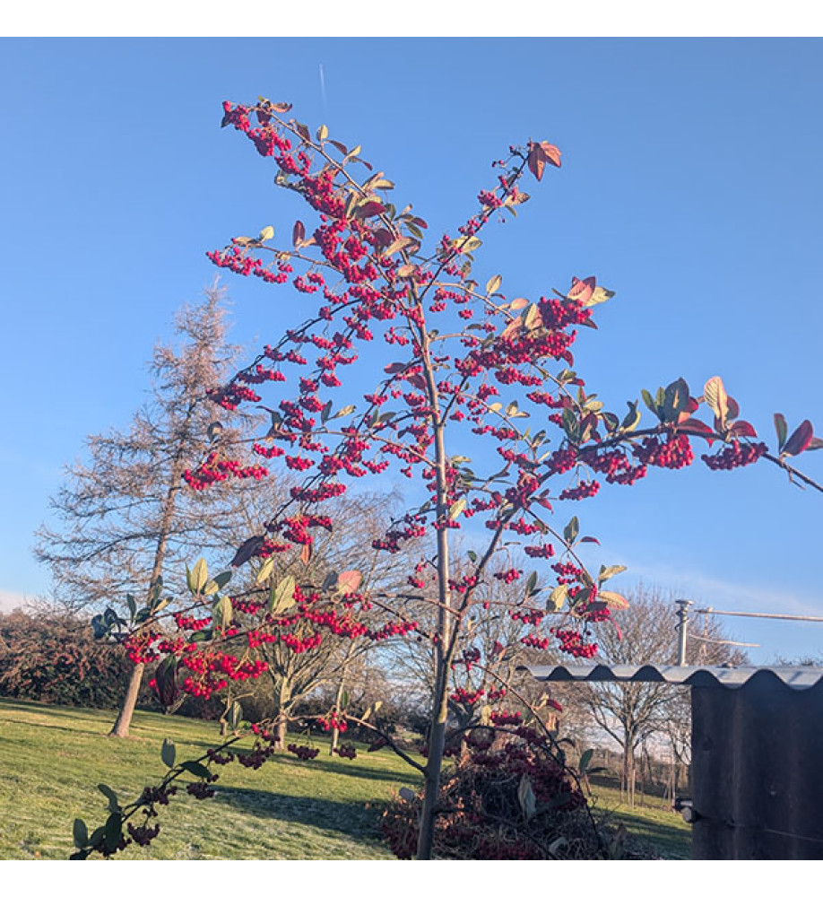 Cotoneaster Saint Monica (3lt)