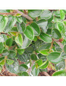 Cotoneaster shannanensis (5lt)