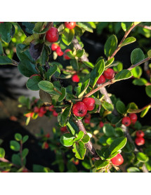 Cotoneaster shannanensis (5lt)