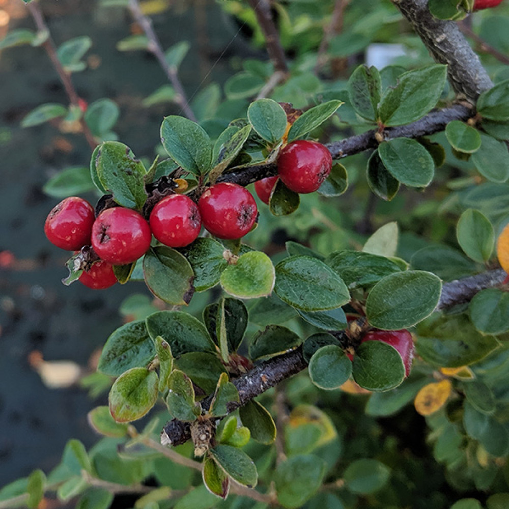 Cotoneaster shannanensis (5lt)