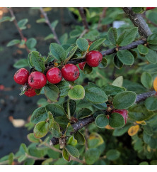 Cotoneaster shannanensis (5lt)