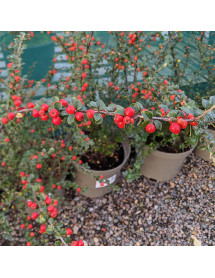 Cotoneaster splendens (12lt)