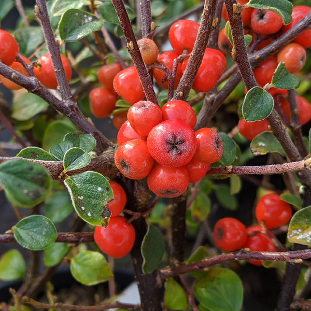 Cotoneaster splendens (5lt)