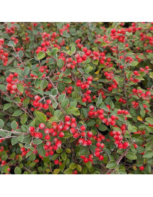 Cotoneaster St. Andrews Blaze (10lt)