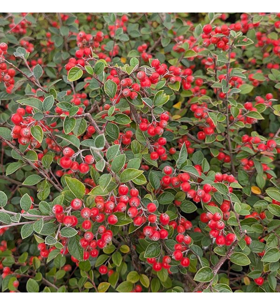 Cotoneaster St. Andrews Blaze (5lt)