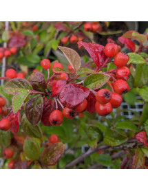 Cotoneaster vandelaarii (2lt)