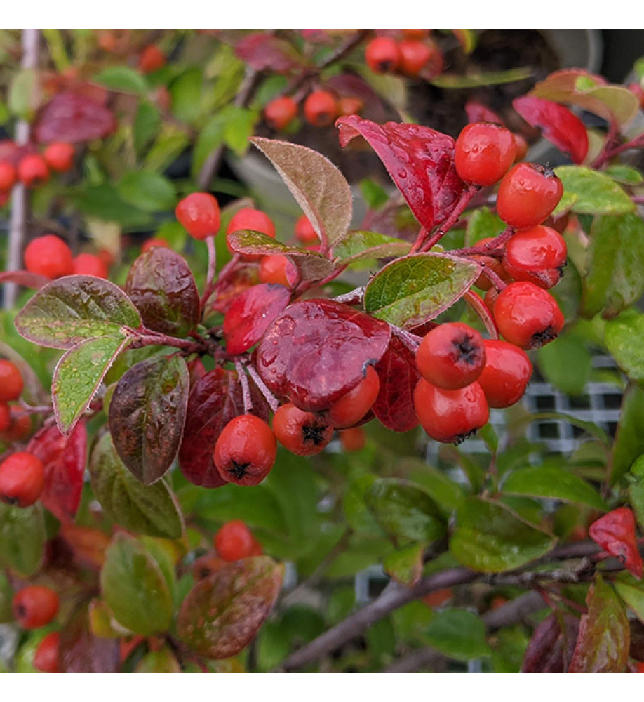 Cotoneaster vandelaarii (2lt)