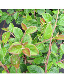 Cotoneaster vandelaarii (2lt) Cotoneaster vandelaarii (2lt)