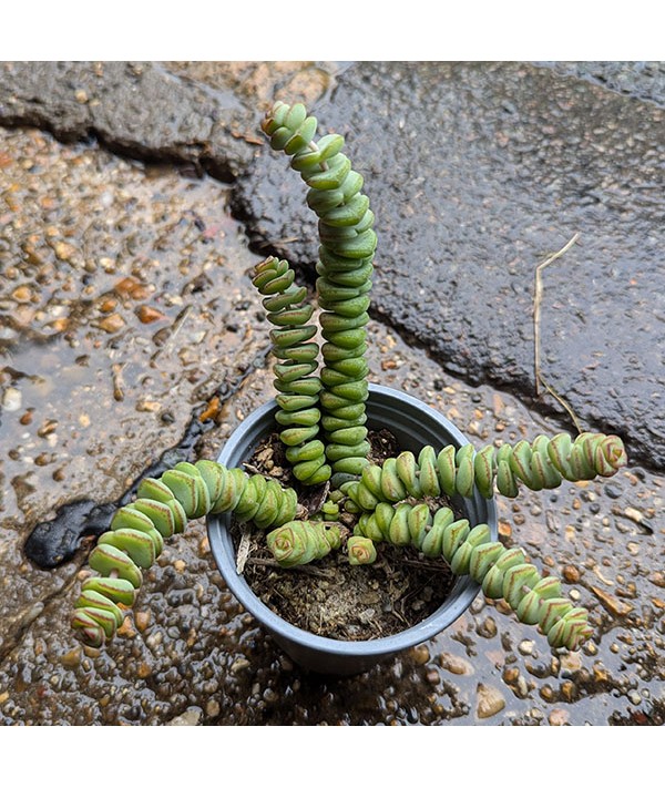 Crassula Marnieriana Jade Necklace (0.8lt)