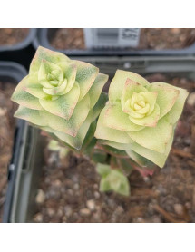 Crassula pagoda variegata (0.8lt) Crassula pagoda variegata (0.8lt)