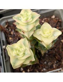 Crassula pagoda variegata (0.8lt) Crassula pagoda variegata (0.8lt)