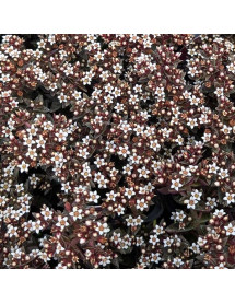 Crassula Starlights Milk (0.8lt)