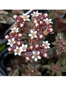 Crassula Starlights Milk (0.8lt) Crassula Starlights Milk (0.8lt)