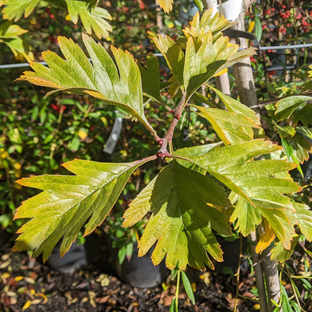 Crataegus x dippeliana (aka Crataegus arnoldiana) (12lt)