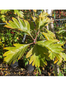 Crataegus x dippeliana (aka Crataegus arnoldiana) (12lt)