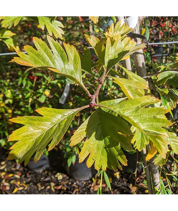 Crataegus x dippeliana (aka Crataegus arnoldiana) (12lt)